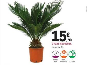 E.Leclerc Jardi Cycas revoluta offre