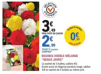 Begonia double mélange