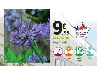 Agapanthe