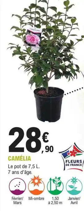 Camélia