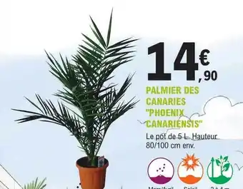 E.Leclerc Jardi Palmier des canaries offre