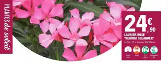 E.Leclerc Jardi Laurier rose offre