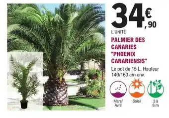 E.Leclerc Jardi Palmier des canaries offre