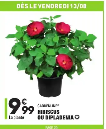 ALDI Hibiscus ou dipladenia offre