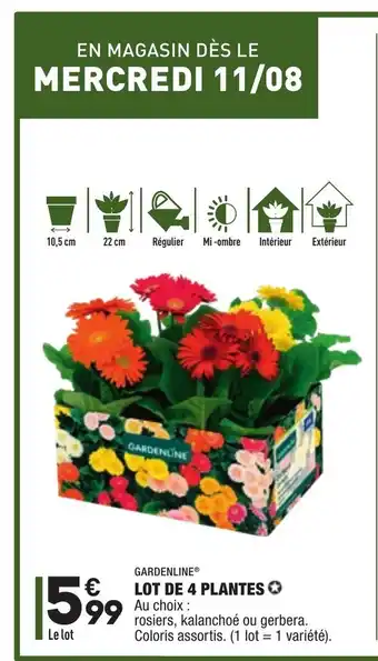 ALDI Lot de 4 plantes offre