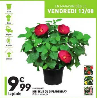 ALDI Hibiscus ou dipladenia offre