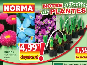 Norma Bulbes offre