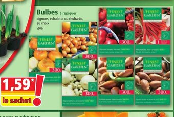 Norma Bulbes offre