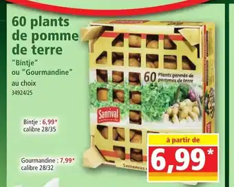 Norma 60 Plants De Pomme De Terre offre