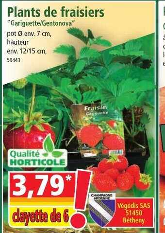 Norma Plants De Fraisiers offre