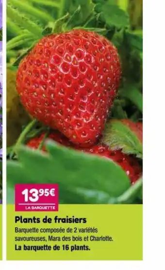 Point Vert Plants De Fraisiers offre