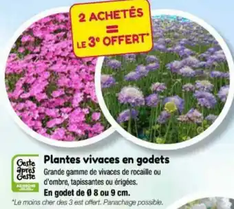 Point Vert Plantes Vivaces En Godets. offre