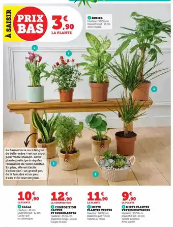 Hyper U Rosier, calla, composition cactus et succulentes, mixte plantes vertes offre