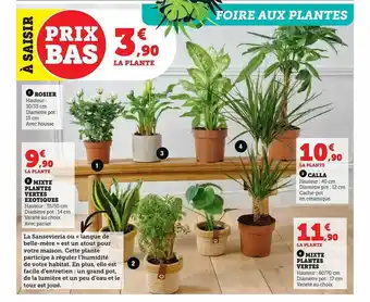 Super U Rosier, mixte plantes vertes exotiques, calla, mixte plantes vertes offre
