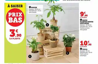 U Express Mixte plantes vertes exotiques, calla, rosier offre