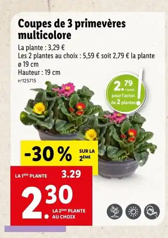 Lidl Coupes de 3 Primevères Multicolore offre