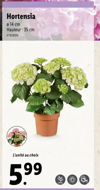 Lidl Hortensia offre