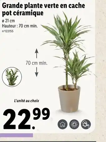 Lidl Grande Plante Verte en Cache Pot Céramique offre
