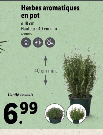 Lidl Herbes Aromatiques en Pot offre