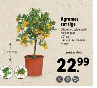 Lidl Agrumes Sur Tige offre
