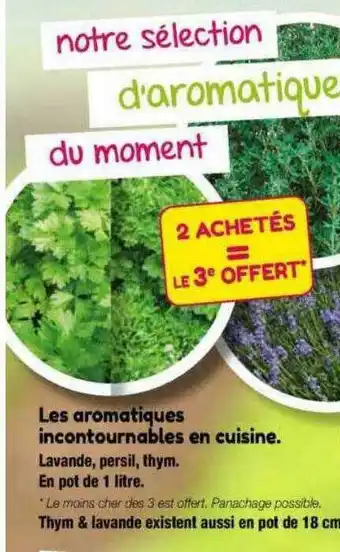 Les aromatiques incontournables en cuisine