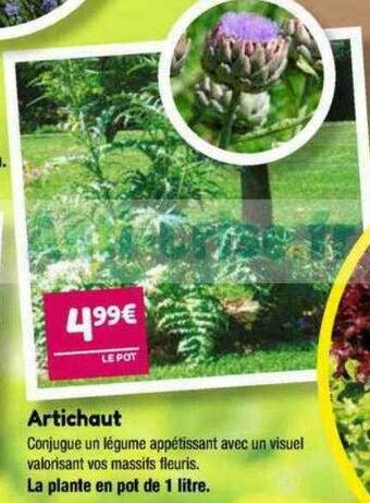 Point Vert Artichaut offre