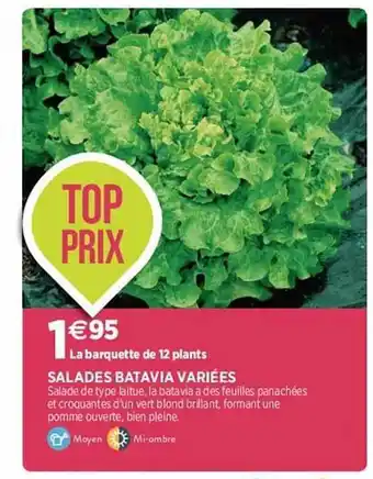 Delbard Salades batavia variées offre
