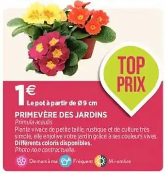 Primevère des jardins
