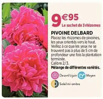 Delbard Pivoine delbard offre