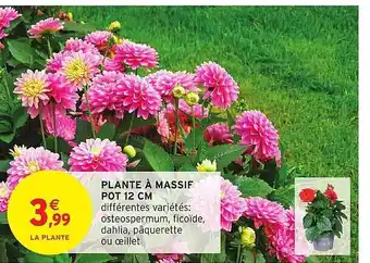 Plante à massif pot 12 cm