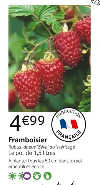 VillaVerde Framboisier offre