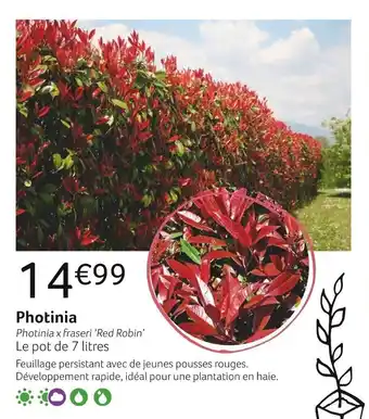 VillaVerde Photinia offre