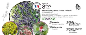 VillaVerde Sélection de plantes facile à réfussir offre