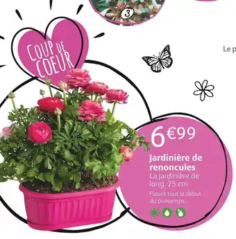 Jardinière de renoncules