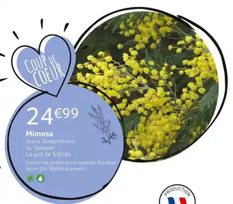 Mimosa