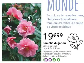 VillaVerde Camelia du japon offre