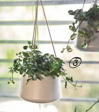 VillaVerde Plantes retombantes + suspension céramique offre