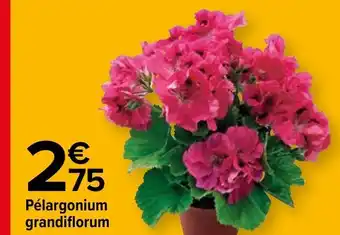 Carrefour Pélargonium Grandiflorum offre