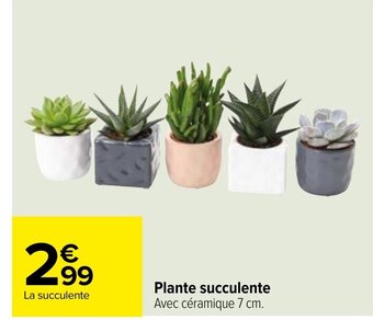Carrefour Plante Succulente offre
