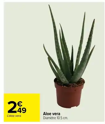 Aloe Vera