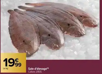 Carrefour Sole d'élevage offre