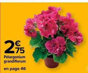 Carrefour Pélargonium grandiflorum offre