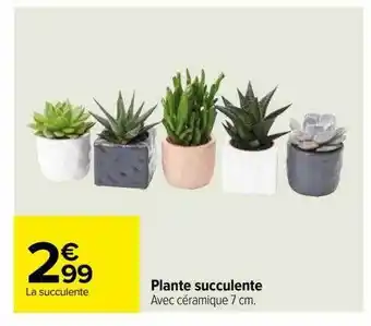 Carrefour Plante succulente offre