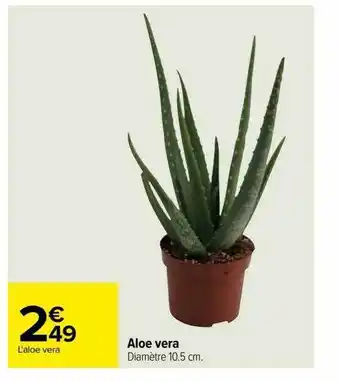 Aloe vera