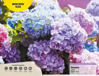 Lidl Hortensia offre