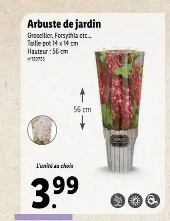 Lidl Arbuste de jardin offre