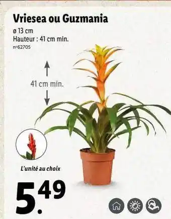 Lidl Vriesea ou guzmania offre