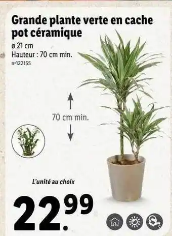 Lidl Grande plante verte en cache pot céramique offre