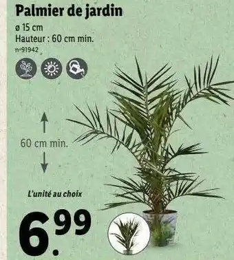 Palmier de jardin