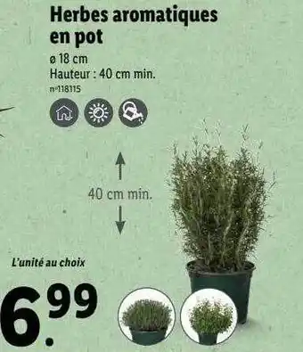 Lidl Herbes aromatiques en pot offre